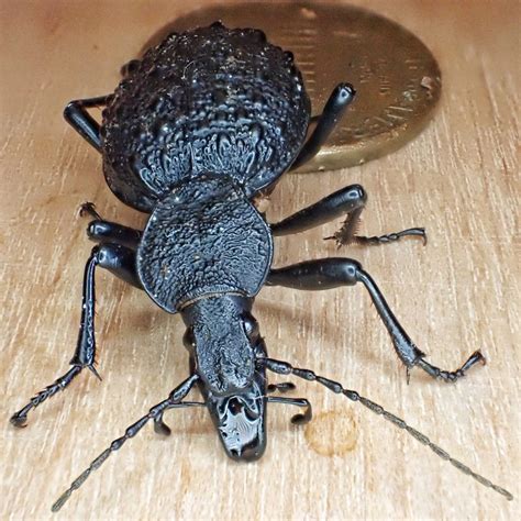 Cychrus Tuberculatus Tuberculate Rare Snail Eating Beetle 10 000