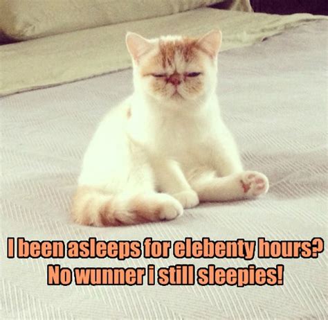 I Need A Few More Hours Of Sleeps Lolcats Lol Cat Memes Funny Cats Funny Cat Pictures