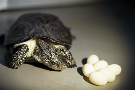 Premium Photo European Swamp Turtle And Laid Eggs Isolated