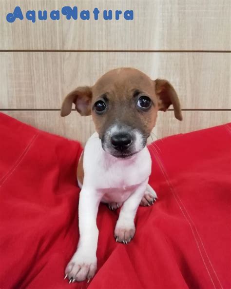 Cachorro De Jack Russell Hembra Vendido Aquanatura Criadero