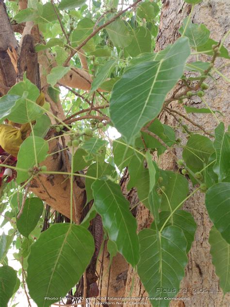 Medicinal Plants Ficus Religiosa Pipal Ashwattha Arasa Maram Ravi