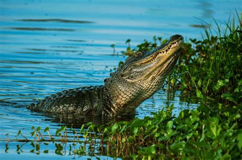 12 Best Places To See Alligators In Florida