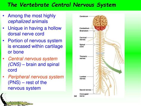 Ppt Overview Of The Nervous System Powerpoint Presentation Free