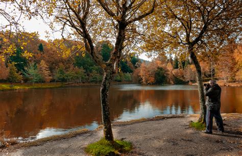 Free Images Landscape Tree Water Nature Morning Leaf Flower