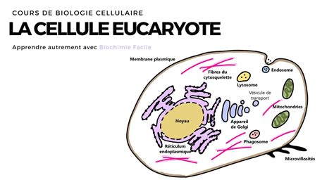 La Cellule Eucaryote Introduction Biochimie Facile Youtube