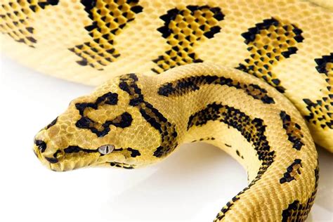 8 Carpet Python Morphs (With Pictures) - ReptileHow.com