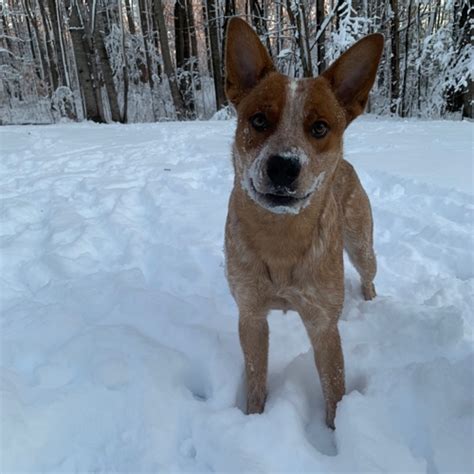 Red Heeler Dog Breed - The Cutest Red Heeler Photos