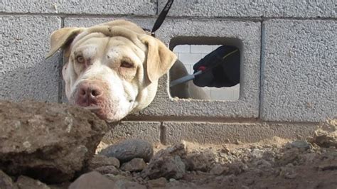 La mauvaise fortune de ce chien dont la tête est coincée dans un mur se