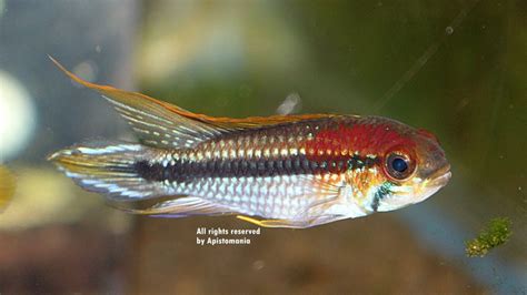 apistogramma agassizii red back (selective breeding form ...