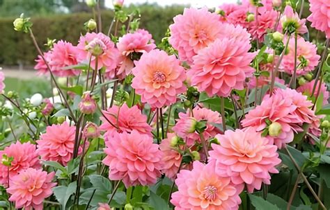 Dahlia Flower Meaning and Symbolism | allwaysflower