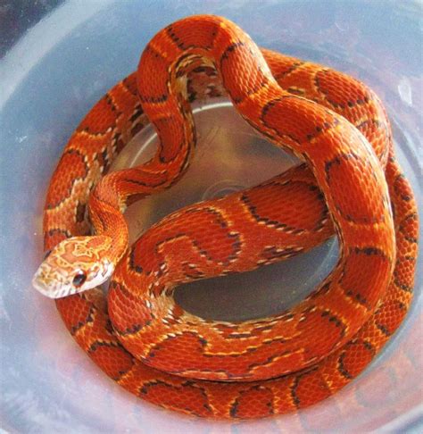 Ians Vivarium - Sunkissed Cornsnake