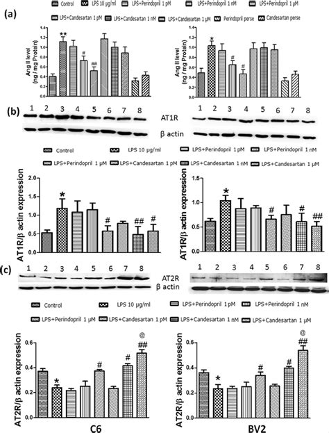 Effect Of AT1R Blockade And ACE Inhibition On RAS Components Ang II