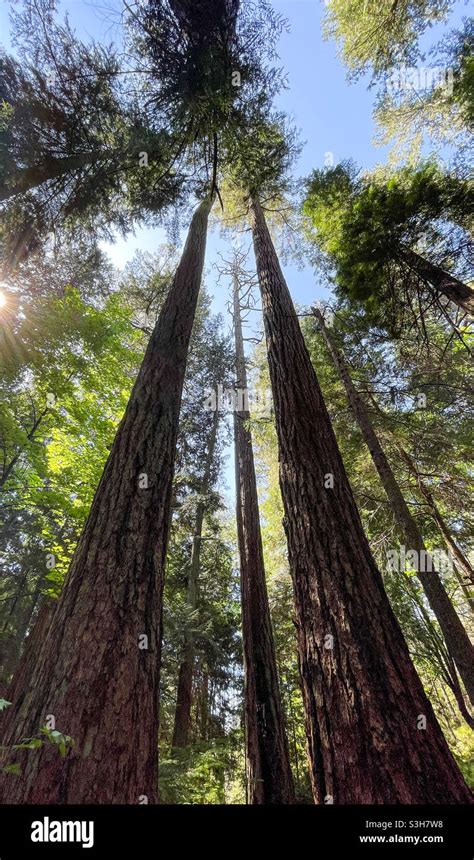 Logging old growth forest hi-res stock photography and images - Alamy