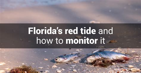 Floridas Red Tide And How To Monitor It