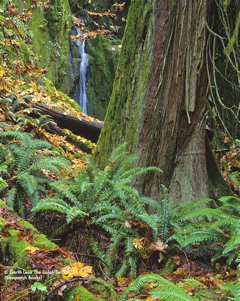 The Salish Sea Jewel Of The Pacific Northwest — Seadoc Society