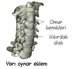 Eklemler E Itleri S N F Fen Bilimleri Konu Anlat M Ders Notlar Zet