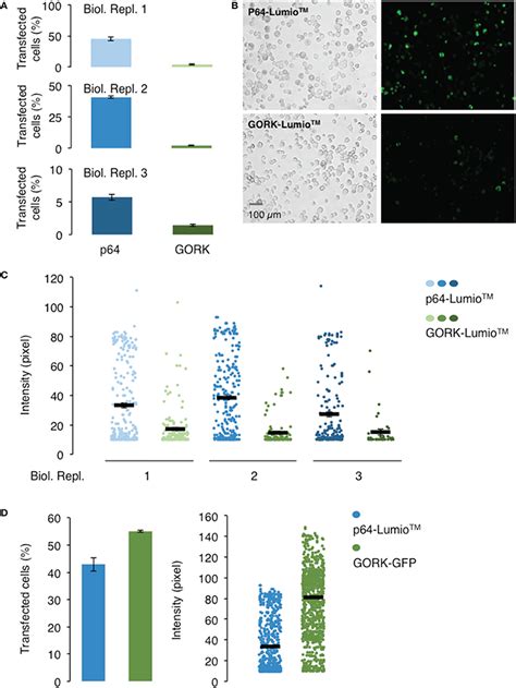 Frontiers A Guide To Transient Expression Of Membrane Proteins In Hek