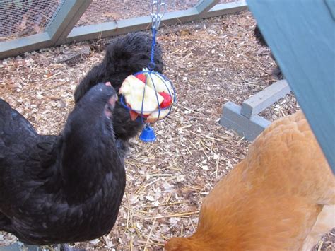 7 Winter Boredom Busters For Backyard Chickens Tilly S Nest