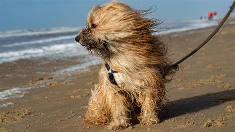 Best off-leash dog beaches in South-East QLD | Hond strand ...