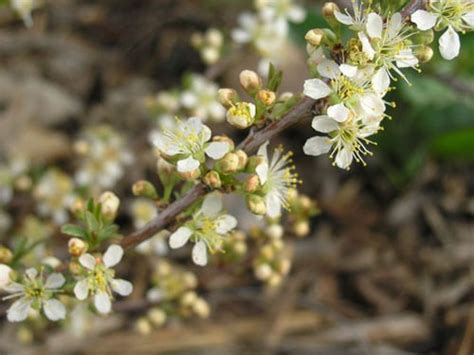 The Western Sandcherry Lifescape Colorado