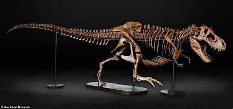 The Fossilized Remains Of A Pregnant Tyrannosaurus Rex Were E T Ed