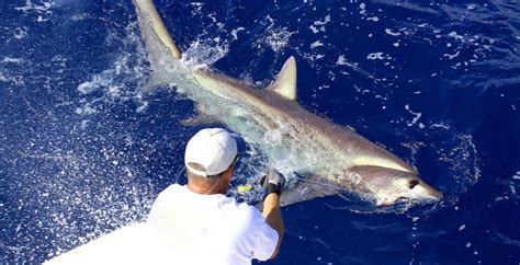 Sharks Fishing Kauai, Hawaii | Shark Hunt | Lahela Sportfishing