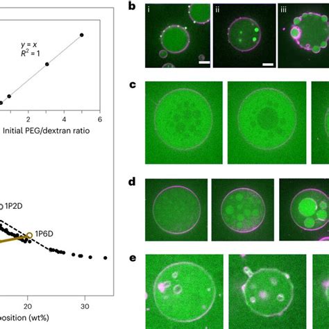 Composition Dependence Of Polymer Phase Separation Inside Giant