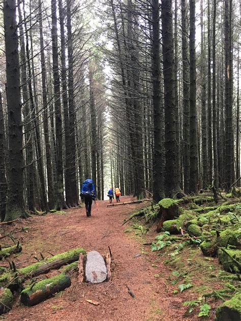 Hiking through the forests of Scotland. : r/pics