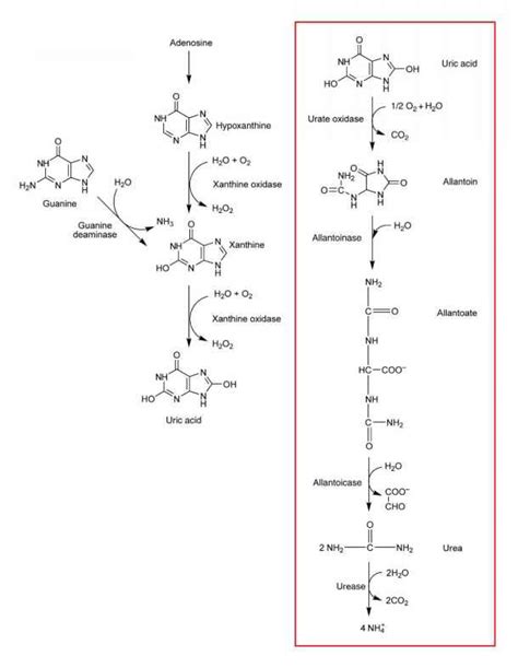 Uric Acid Synthesis Pathway