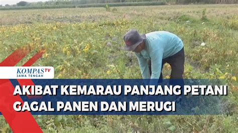 Video Akibat Kemarau Panjang Petani Di Klaten Gagal Panen Dan Merugi