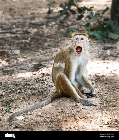 Muscular monkey hi-res stock photography and images - Alamy