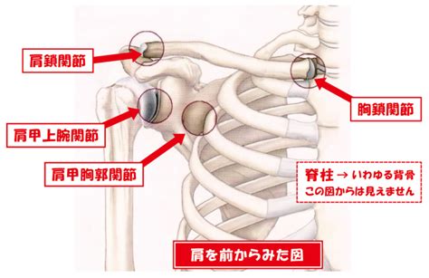 肩が痛いときは痛くても動かしたほうがいいか？ ぜんしん整形外科 スタッフブログ