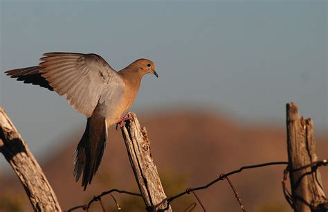 Dove Hunting: Top 7 Tips to Hunt Effectively | Being Like