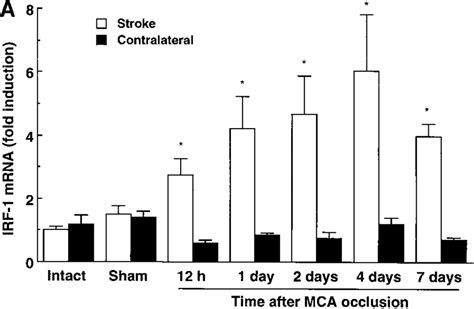 A Time Course Of Irf Mrna Expression In Mouse Cerebral Cortex After