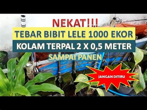 TEBAR 1000 EKOR BIBIT LELE KOLAM TERPAL 2 X 0 5 METER YouTube