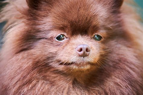 Anjing Pomeranian Spitz Di Kebun Potret Wajah Close Up Foto Stok