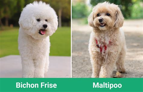 Bichon Frise vs. Maltipoo: The Differences (With Pictures) – Dogster