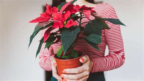 Weihnachtssterne richtig pflegen für eine erneute Blüte