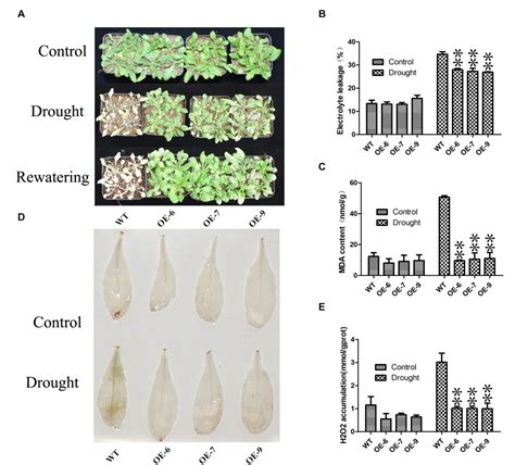 Table 1 from Identification of CCCH Zinc Finger Proteins Family in Moso ... 