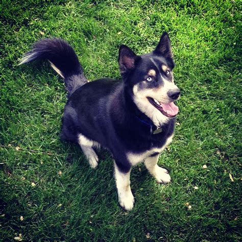 German Shepard/ Husky Mix- Beautiful Puppy! | Cute animals, Puppies, Beautiful puppy