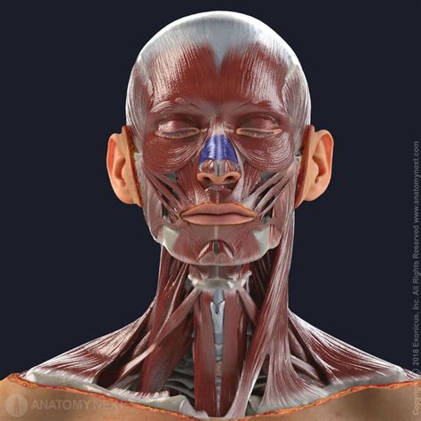 Transverse Nasalis Encyclopedia Anatomyapp Learn Anatomy 3d