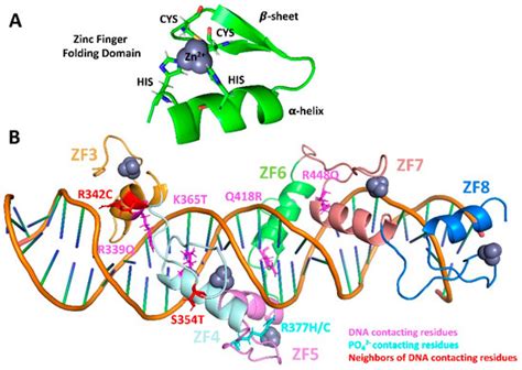 Effect Of Single Residue Mutations On Ctcf Binding To Dna Insights From Molecular Dynamics