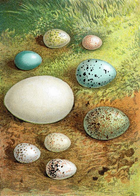 British European Birds Eggs By Andrew Howe