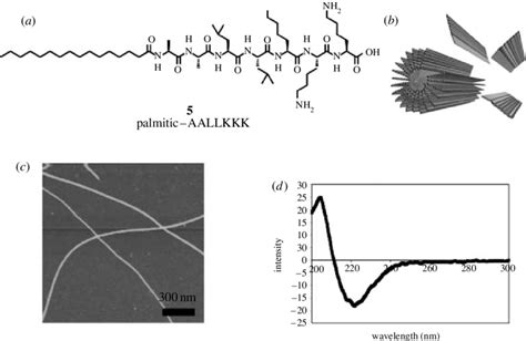 A Structure Of A Typical Peptide Amphiphile Monomer 5 In This Case Download Scientific