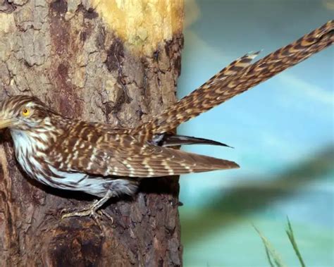 Pacific Long Tailed Cuckoo Facts Diet Habitat And Pictures On