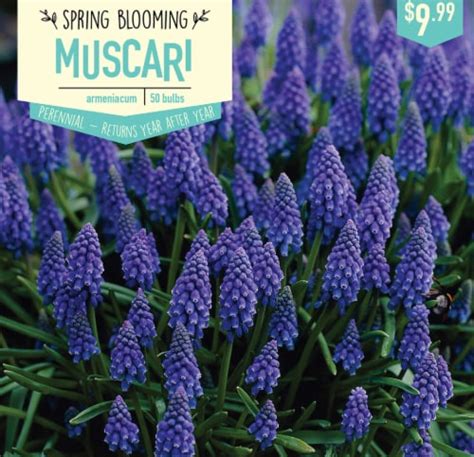 Garden State Bulb Muscari Armeniacum Bulbs 50 Count, 50 ct - Fry’s Food ...