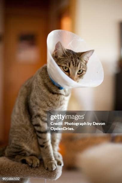 Hurt Cat Photos And Premium High Res Pictures Getty Images