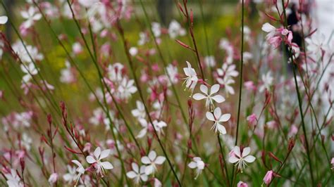 11 Different Types of Gaura Flowers For Your Garden