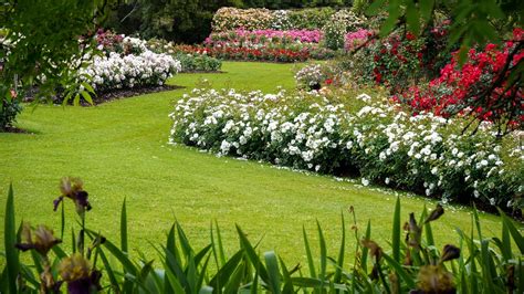 Treloar Roses Display Garden, Attraction, Great Ocean Road, Victoria ...