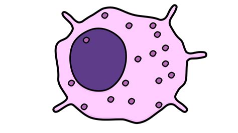 Macrophage Cell Structure